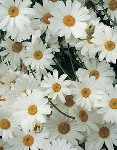 Automatic Insect Control Aerosol Refill 3000 Sprays - Natural Australian Pyrethrum