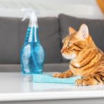 6 Ways to Have A Clean Home with a Pet